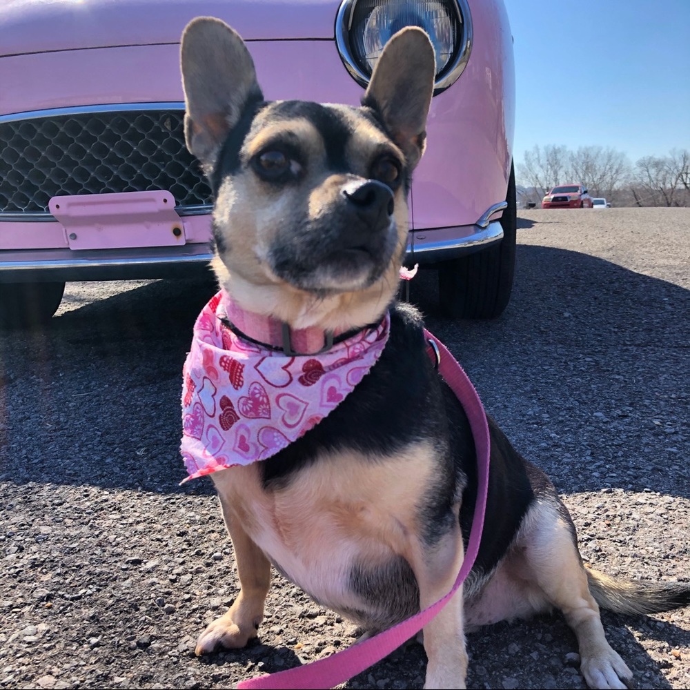 Not for sale! Just my cute little mascot, Nug! 💗💗💗